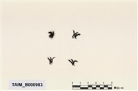 藏品(毛尖紫萼苔)的圖片